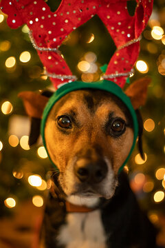 Huntaway beagle puppy wearing christmas antlers headband
