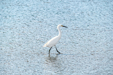 heron with white feather enjoy the day at the sandy beach