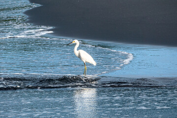 heron with white feather enjoy the day at the sandy beach ela