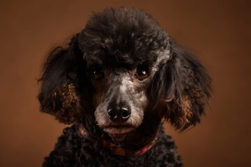 A black royal poodle is shown in the front, standing against a brown background and gazing at the camera. Generative AI