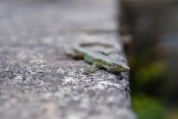 Wall lizard on the rock wall
