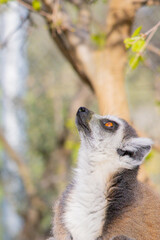 Fototapeta premium lemur