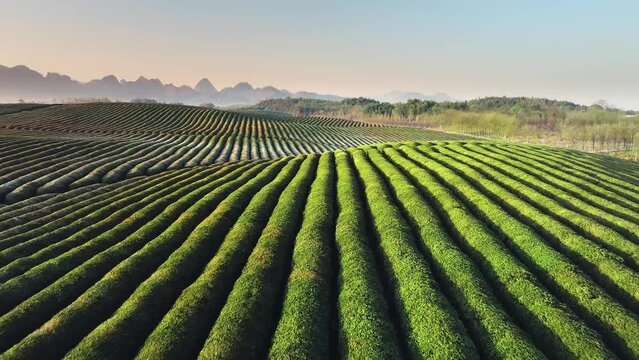 view of green tea plantation