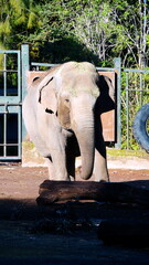 portrait of a sad-looking elephant in a city zoo. in a sunny day