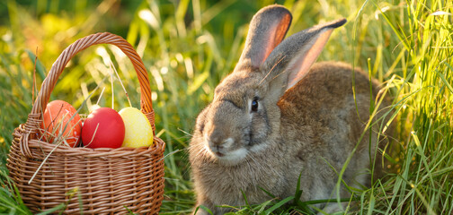 Easter bunny with a basket of eggs. Happy Easter Bunny on a card on their hind legs with flowers at sunset. Cute hare