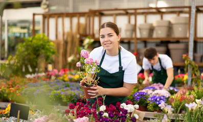Skilled young female florist in apron caring about potted Mathiola Incana flower during working day...