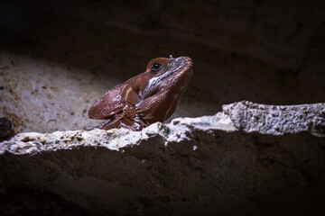Lizard head peeking between rocks