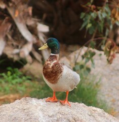 Mallard duck on a rock.
