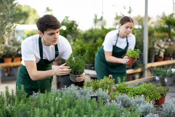 male shop helper of trading floor checks correspondence of price on label of pot with rosemary plant and on price tag © JackF