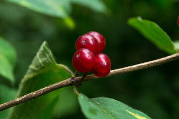 branch of Lonicera xylosteum with ripe red berries.