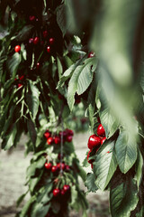 Sweet cherry trees with ripe berries in orchard, summer harvest time. Summer monoculture garden - 587116813