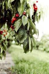 Sweet cherry trees with ripe berries in orchard, summer harvest time. Summer monoculture garden - 587116851