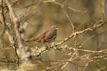 Sooty Fox Sparrow