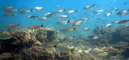 Costa Rica Pacific Sea Life
