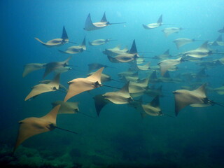 Costa Rica Pacific Sea Life
