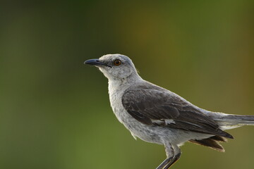 Northern Mockingbird profile