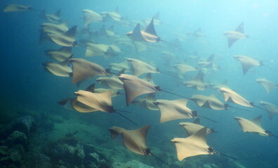Fototapeta na wymiar Costa Rica Pacific Sea Life