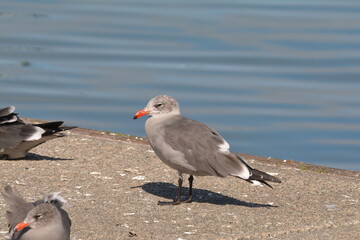 Heermann's Gulls