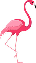 flamingo bird vector illustration
