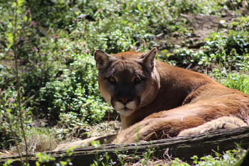 mountain lion