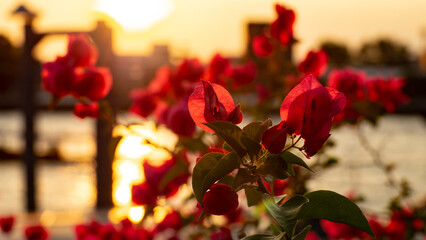 beautiful bright red flowers In the background is the river and the setting sun.