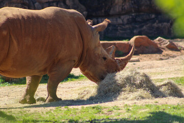 white rhino 