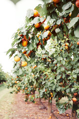 Apricot trees with ripe fruits in orchard, summer harvest time. Closeup shot. Summer harvest in garden - 587120613