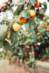 Apricot trees with ripe fruits in orchard, summer harvest time. Closeup shot. Summer harvest in garden - 587120639