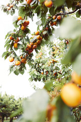 Apricot trees with ripe fruits in orchard, summer harvest time. Closeup shot. Summer harvest in garden - 587120665