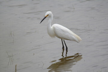 Snowy Egret in a pond
