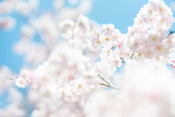 Foto auf Acrylglas 青空に映える桜 © mocochan