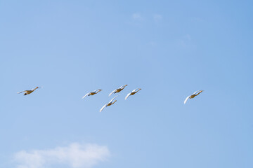 백조