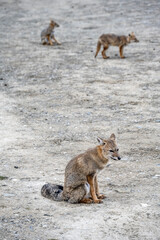 3 Foxes from Tierra del Fuego with a dirt background