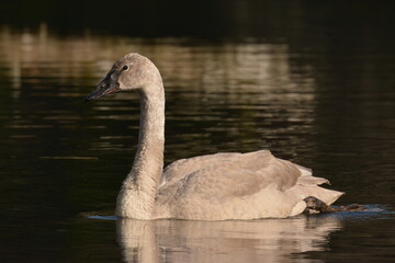 Trumpeter Swan on a lake