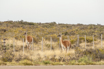 Naklejka na ściany i meble Two guanacos standing in the field behind a fence.