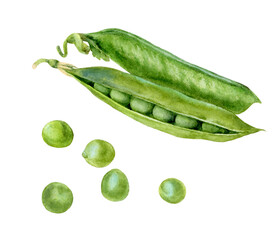 Watercolor illustration of green peas, isolated on white background