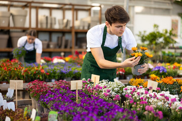 Fototapeta na wymiar Skilled young salesman working in garden shop, inspecting and preparing for sale ornamental potted plants of blooming gazania