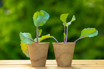Kohlrabi seedlings in cups on a wooden table in a green summer sunny garden.Growing Organic Clean...