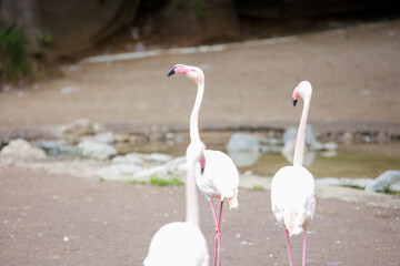 Obraz premium flamingos are walking in their area inside the zoo