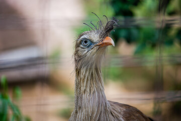 A Red-legged Seriema modeling for the camera at the Los Angeles Zoo, CA