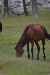 horse and foal