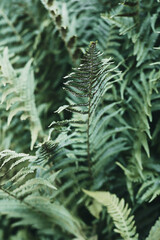 Minimalistic closeup shot of green fern, texture and abstract shapes. Minimalism in nature - 587127278