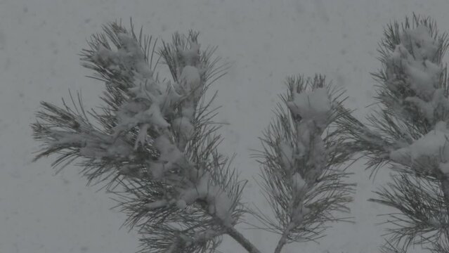 4K Slow Motion of Snow falling on a pine tree. Colorado Rocking Mountains