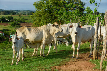 Naklejka na ściany i meble Cattle. Herd of sustainably raised Nellore cattle on small farms in Paraiba State, Brazil.