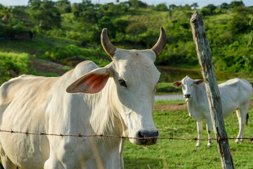 Cattle. Herd of sustainably raised Nellore cattle on small farms in Paraiba State, Brazil.