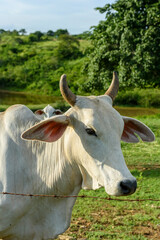 Cattle. Herd of sustainably raised Nellore cattle on small farms in Paraiba State, Brazil.