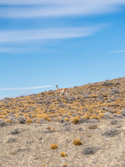 guanaco on a hill