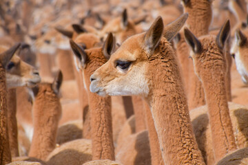 Vicuñas in the andes of Huancavelica - Peru