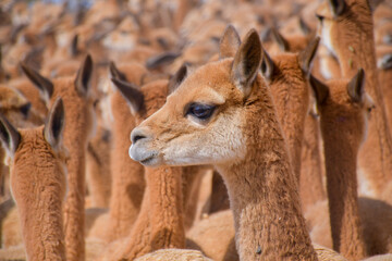 Vicuñas in the andes of Huancavelica - Peru