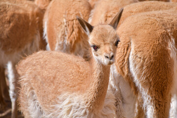 Vicuñas in the andes of Huancavelica - Peru